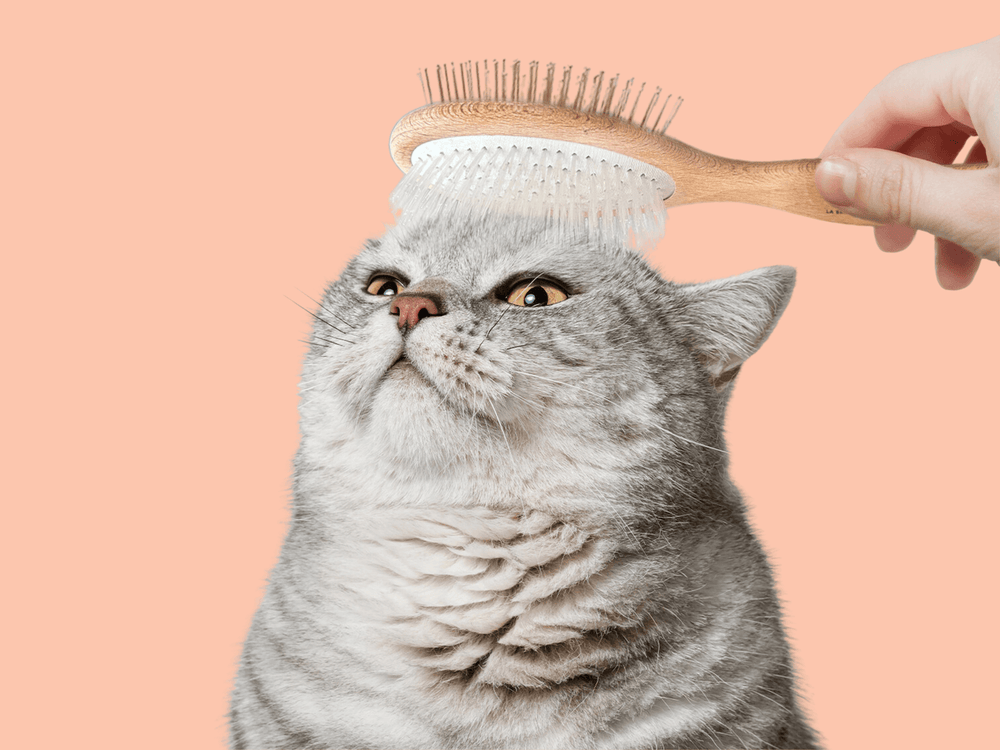 Chat adulte stérilisé gris qui se fait brosser la tête avec la brosse pour chats double tête Ziggy