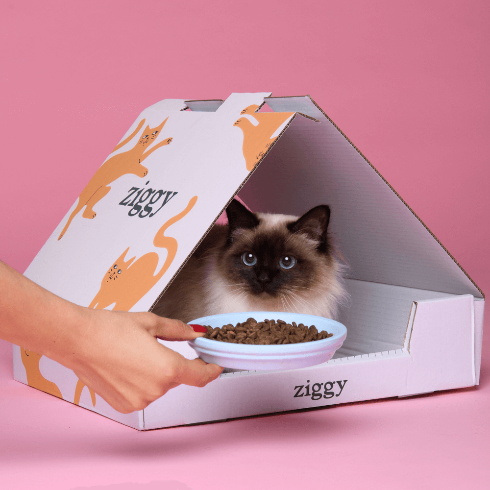 Chant dans un carton avec une gamelle de croquette pour chat adulte stérilisé sans céréales Ziggy