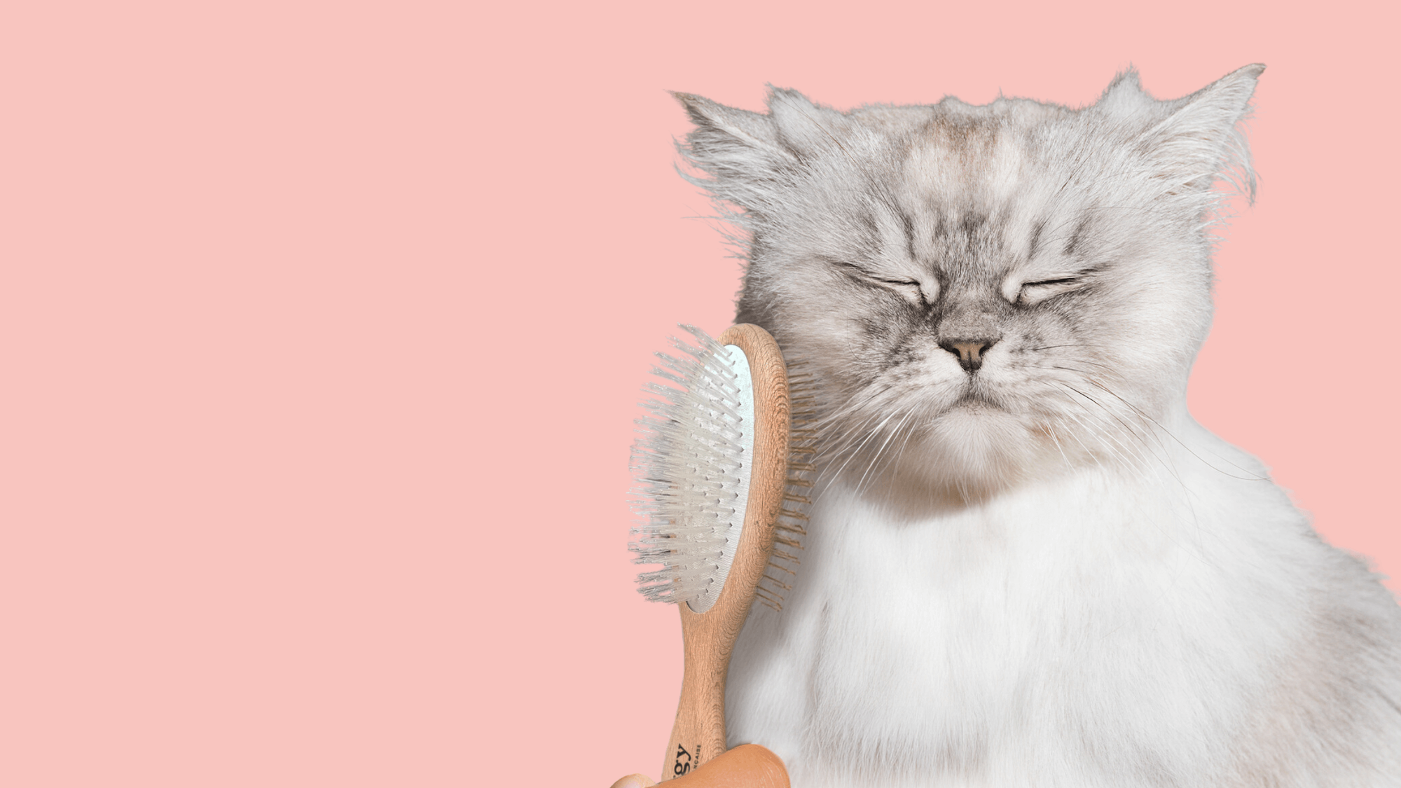 Chat adulte stérilisé blanc et gris aux poils longs qui se fait brosser avec la brosse pour chats double tête Ziggy