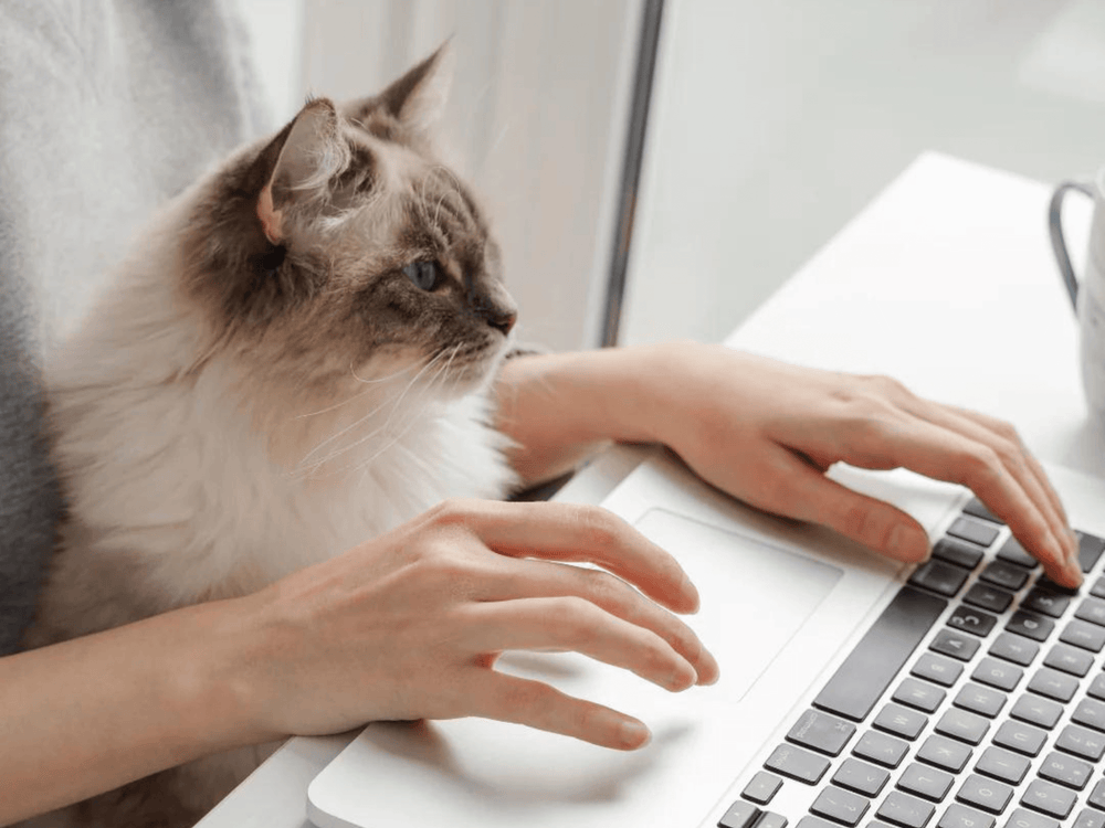 Chat qui lit devant un ordinateur