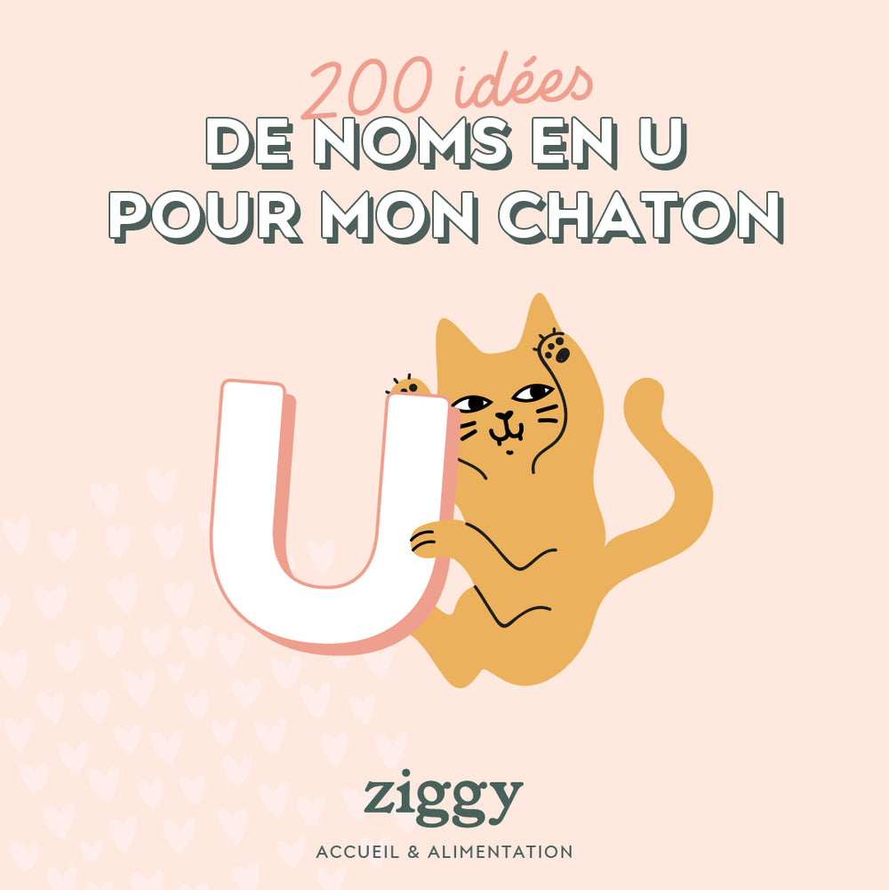 guide pour bien accueillir son chaton  - Mehr als 200 Chatnamen in U bis 2023