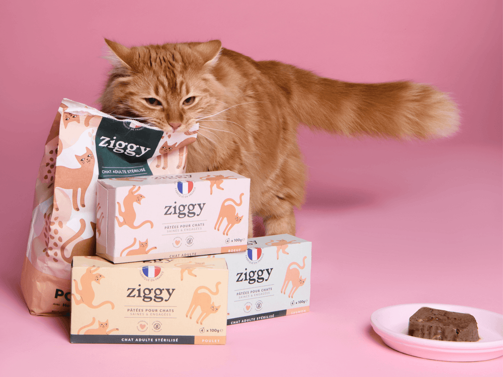 chat adulte stérilisé avec pâtées et croquettes saines sans céréales