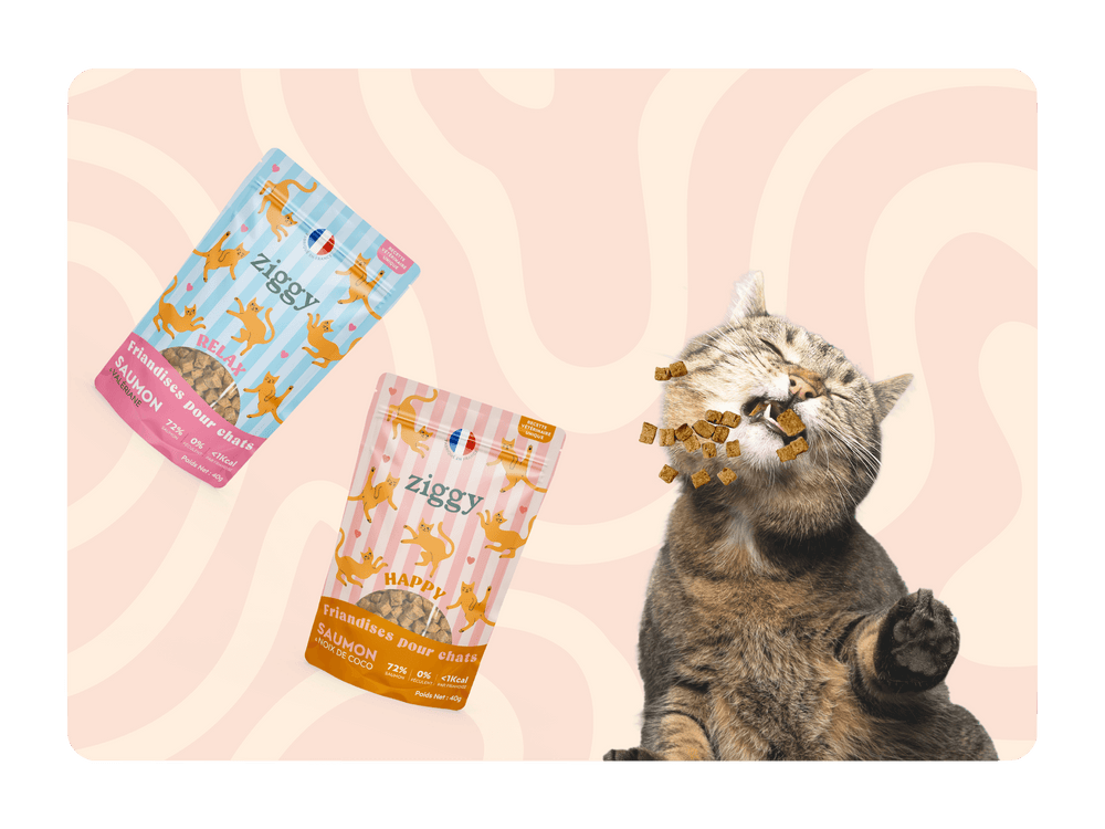 Chat adulte stérilisé qui mange les Friandises pour chat Ziggy saines, sans amidon et ultra gourmandes