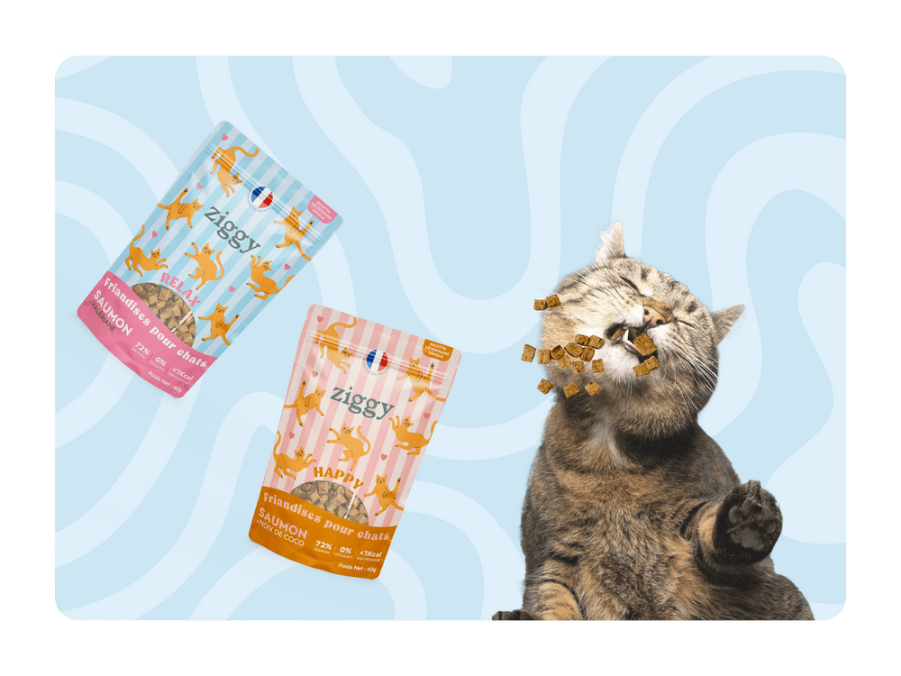 Chat adulte stérilisé qui mange les Friandises pour chat Ziggy saines, sans amidon et ultra gourmandes