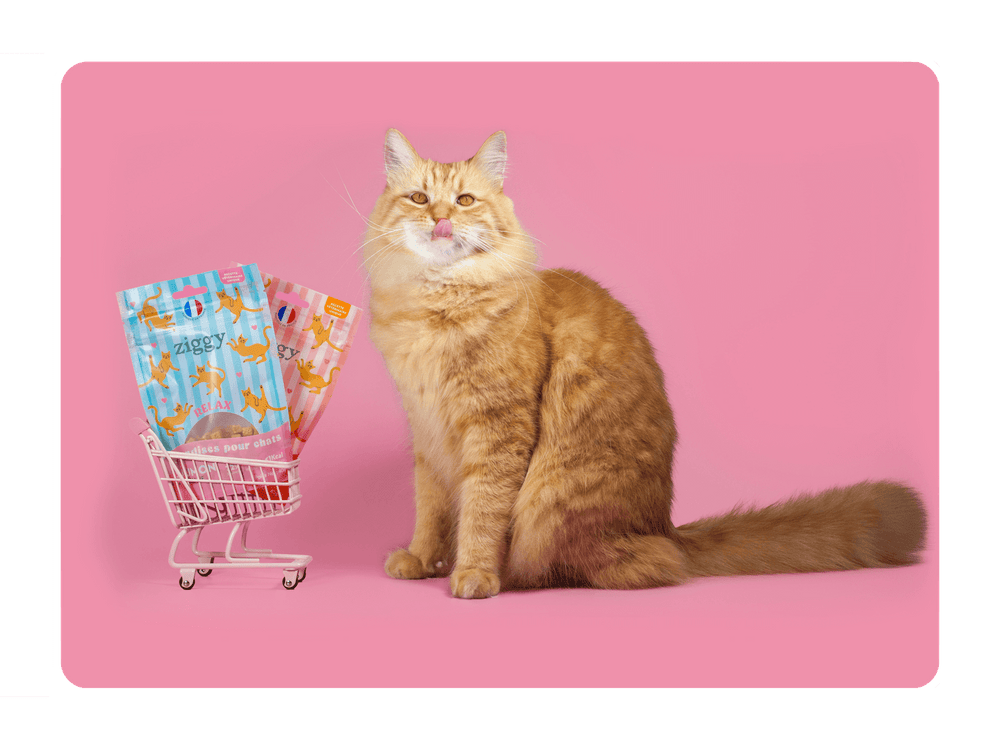 Chat adulte stérilisé roux à côté des friandises pour chat Ziggy, saines, ultra gourmandes et sans amidon