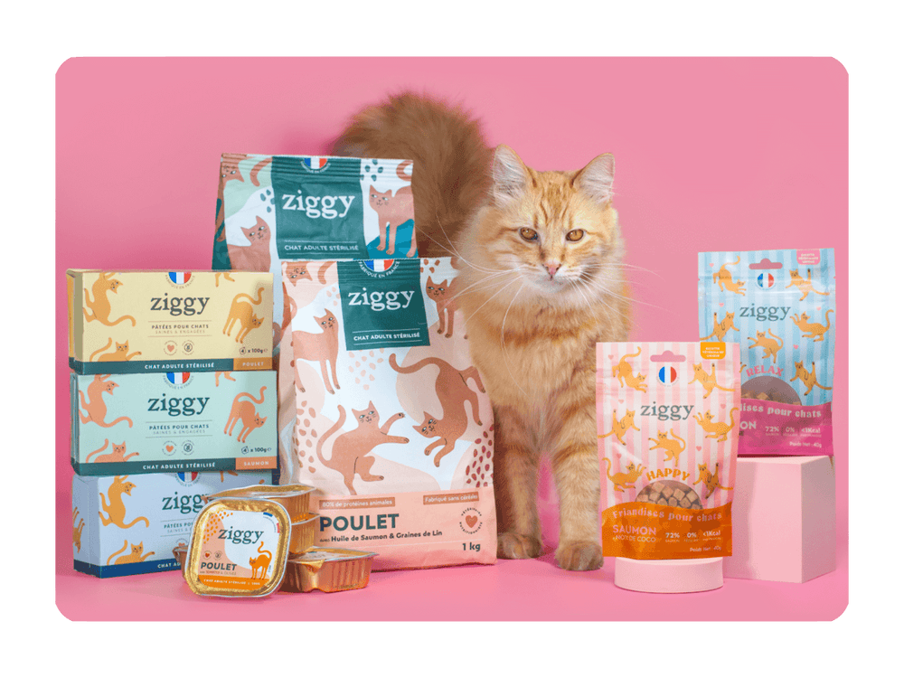 Chat adulte stérilisé à côté des croquettes, pâtées et friandises pour chat Ziggy, saines, ultra gourmandes et sans amidon