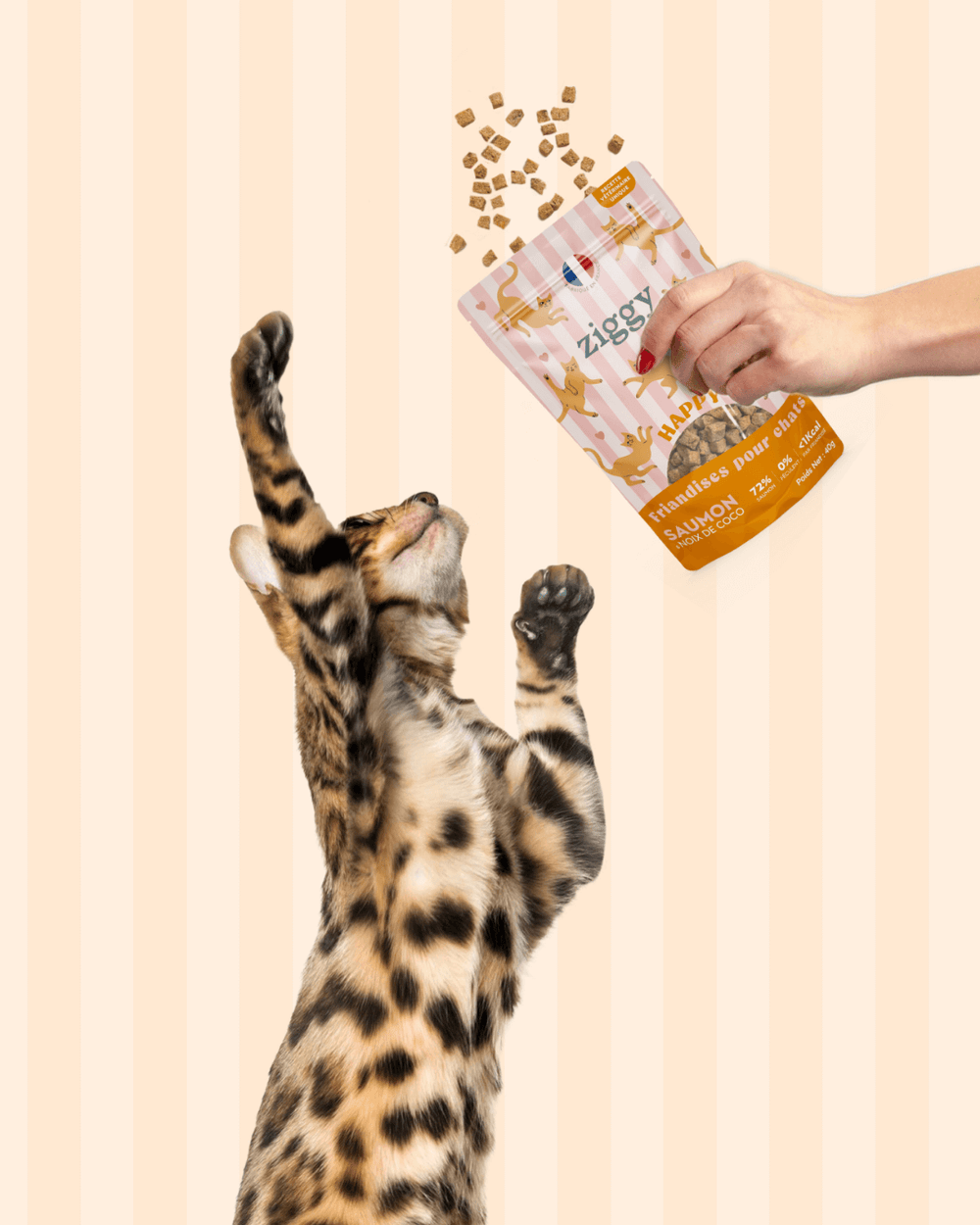 Chat adulte stérilisé qui joue avec les Friandises pour chat Ziggy saines, sans amidon et ultra gourmandes