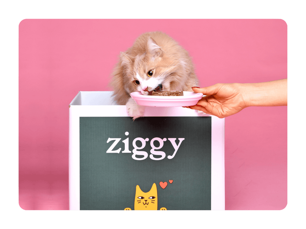 Chat adulte stérilisé roux qui mange de la pâtée pour chat Ziggy saine, naturelle et sans amidon