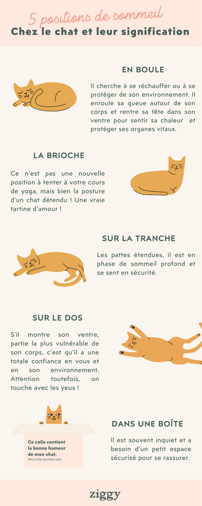 Ziggy - Les 5 positions de votre chat quand il dort et leur signification
