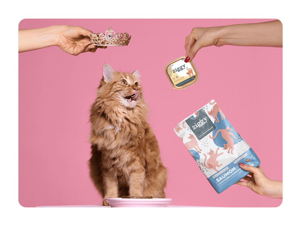 Chat roux avec pâtée sans amidon au poulet et croquettes pour chat adulte stérilisé sans céréales au saumon