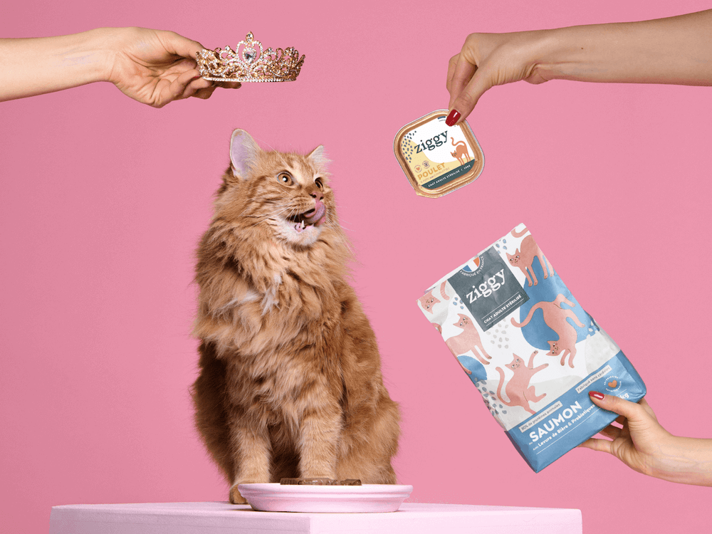 Chat roux avec pâtée sans amidon au poulet et croquettes pour chat adulte stérilisé sans céréales au saumon
