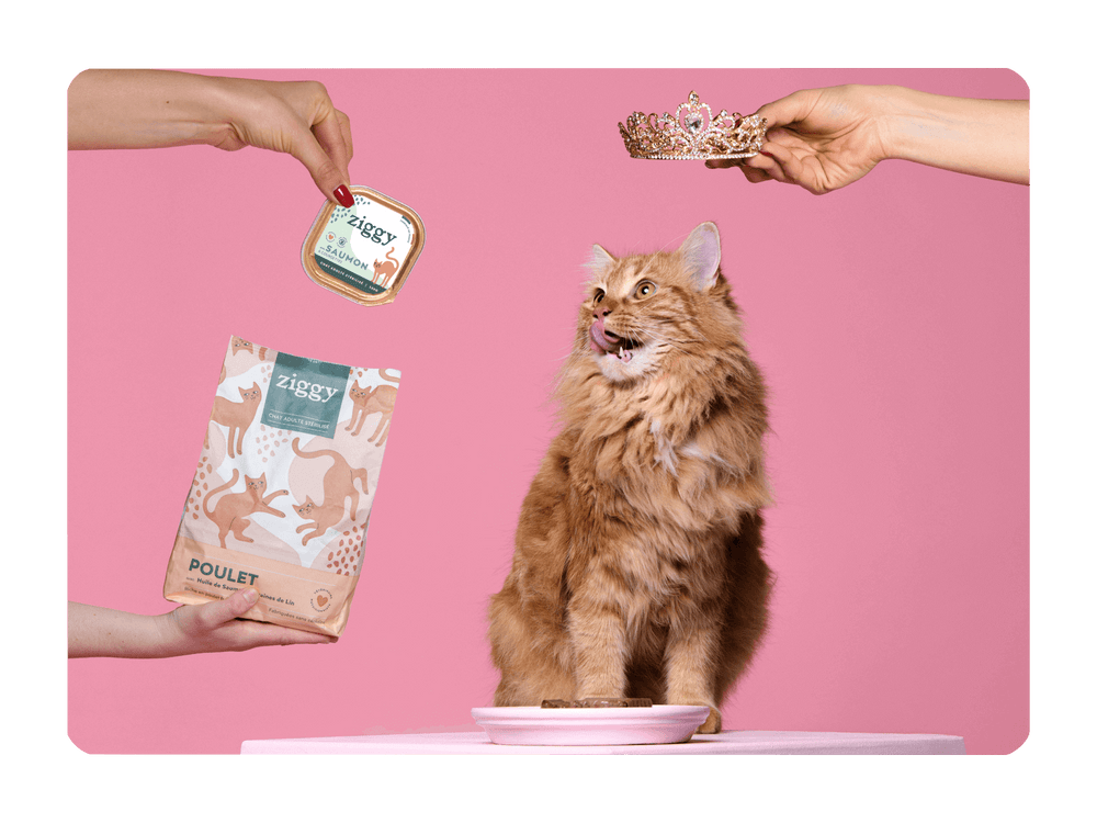 Chat roux avec pâtée sans amidon au saumon et croquettes pour chat adulte stérilisé sans céréales au poulet