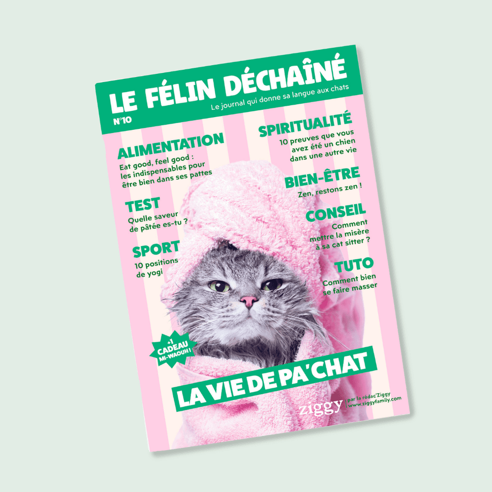 Couverture du magazine n°10 Ziggy pour les chats, le Félin Déchaîné