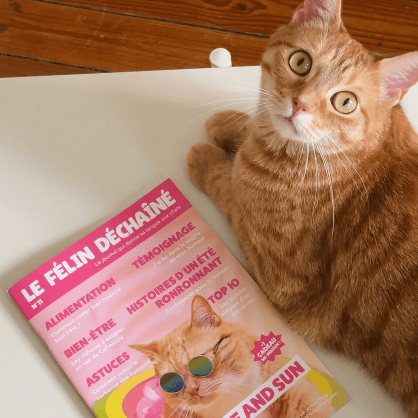 Chat adulte stérilisé roux à côté du magazine Le Félin Déchaîné