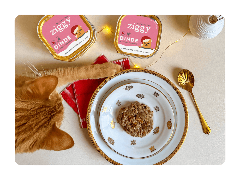 Chat adulte stérilisé qui va manger la pâtée de Noël Ziggy