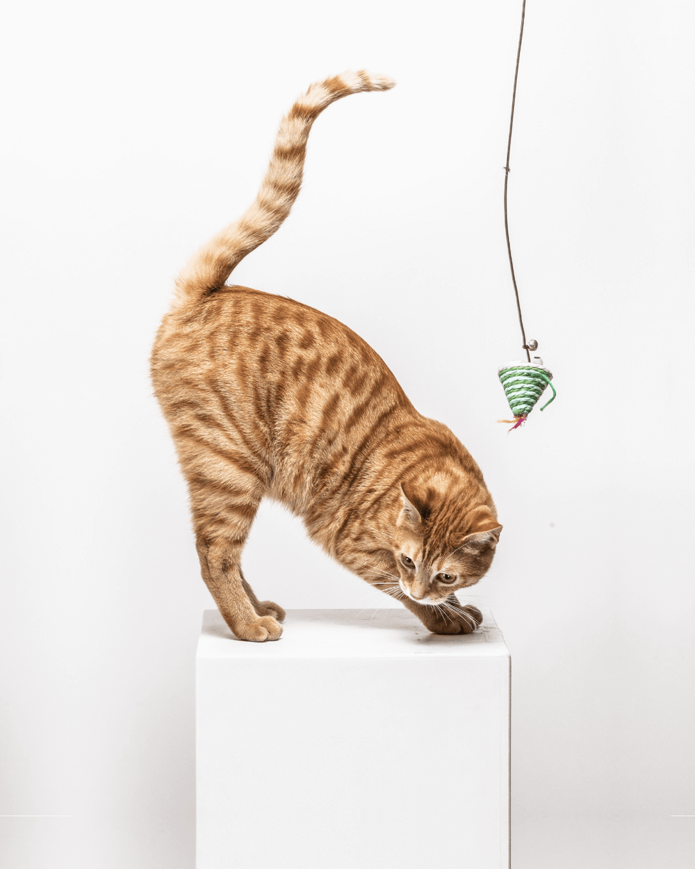Chat roux qui joue avec un jeu pour chat