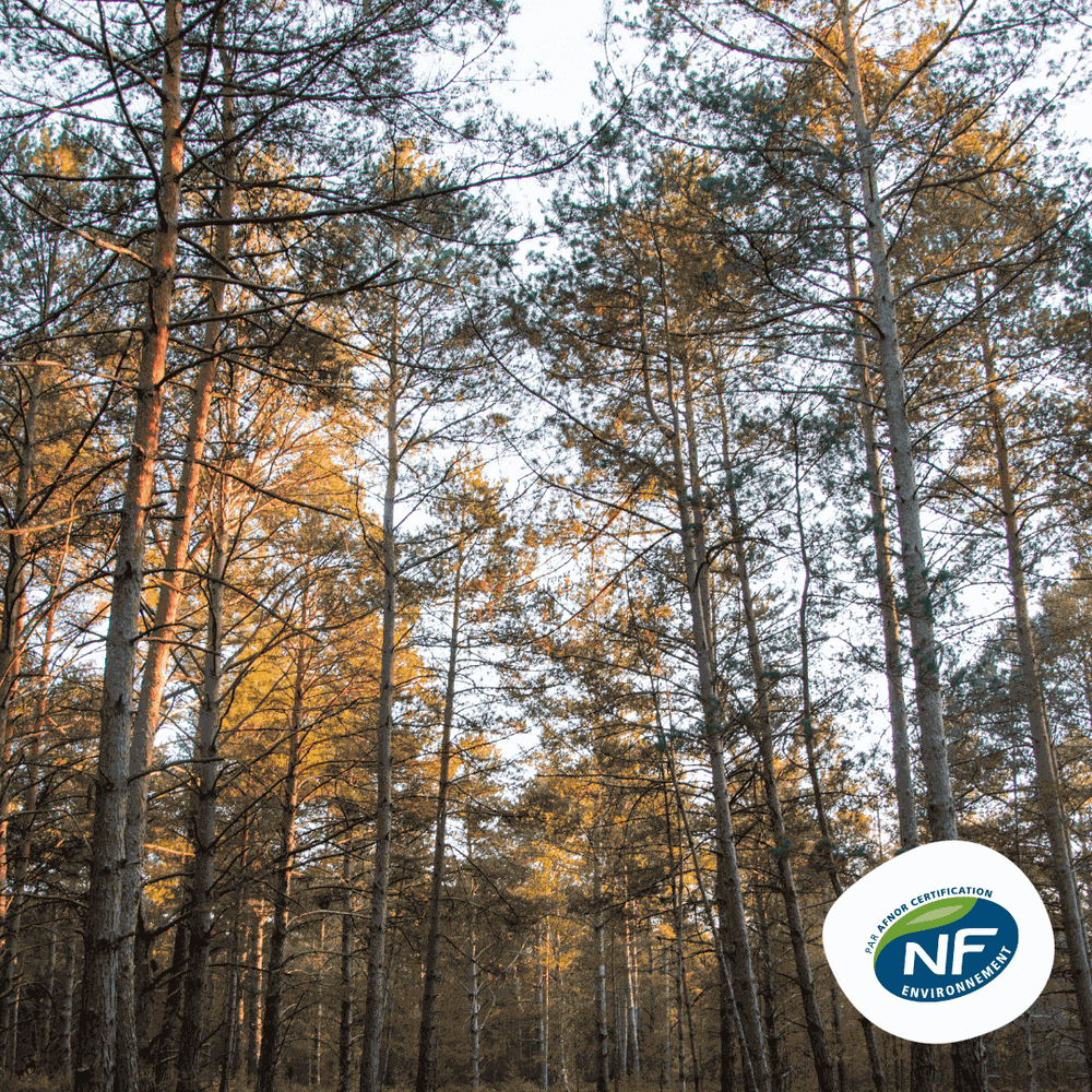 Forêt de pins avec logo NF