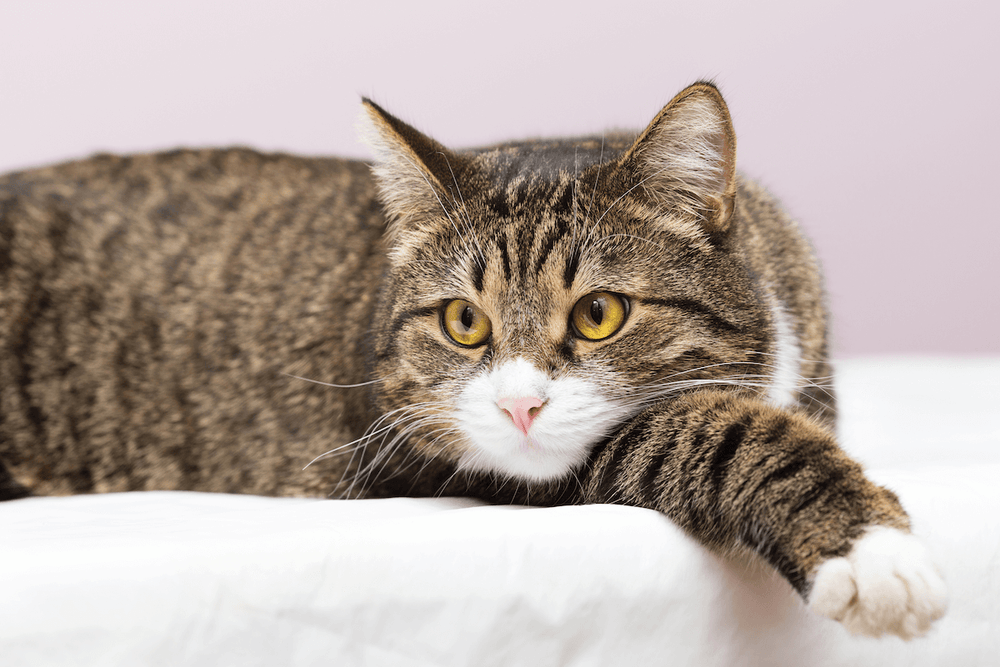 Chat atteint de MICI allongé - MICI chez le chat : quelle alimentation privilégier ?