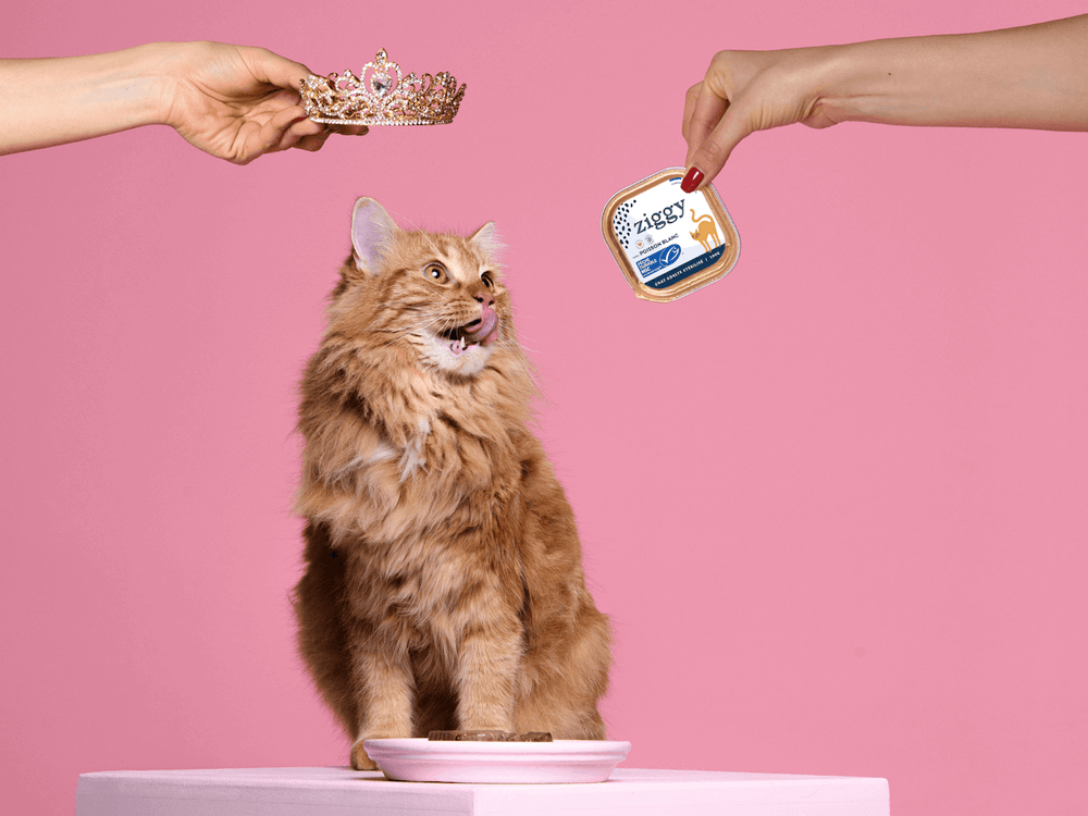 Chat roux qui se lèche les babines devant la pâtée pour chat adulte stérilisé au poisson blanc de la marque d'alimentation pour chat saine et française, Ziggy