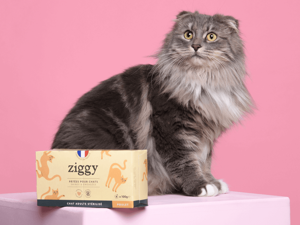 Chat poils longs à côté d'une pâtée au poulet sans céréales pour chat adulte stérilisé Ziggy