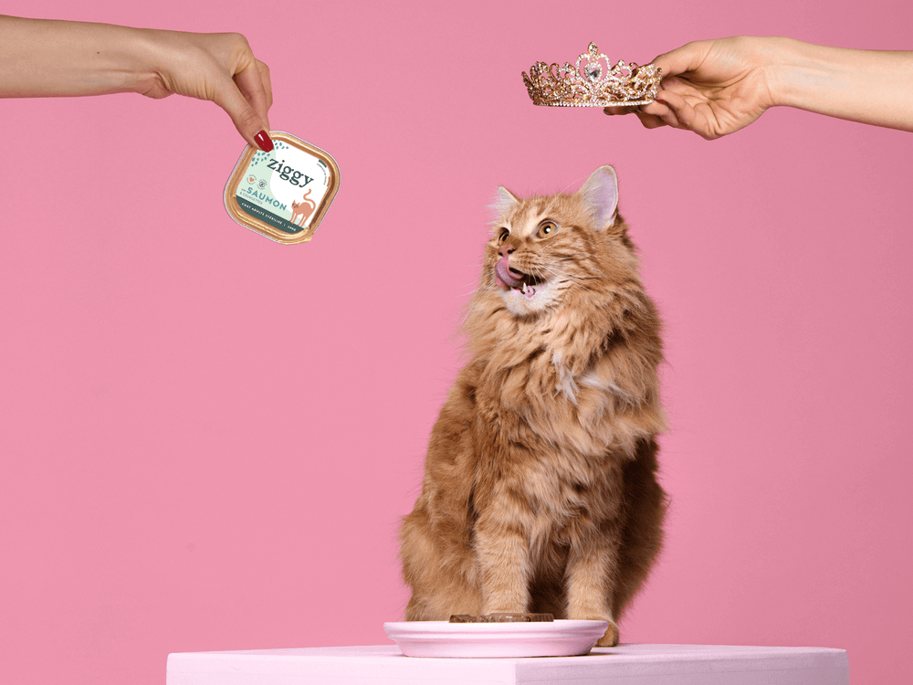 Chat roux qui se lèche les babines devant la pâtée Ziggy au saumon pour chat adulte stérilisé