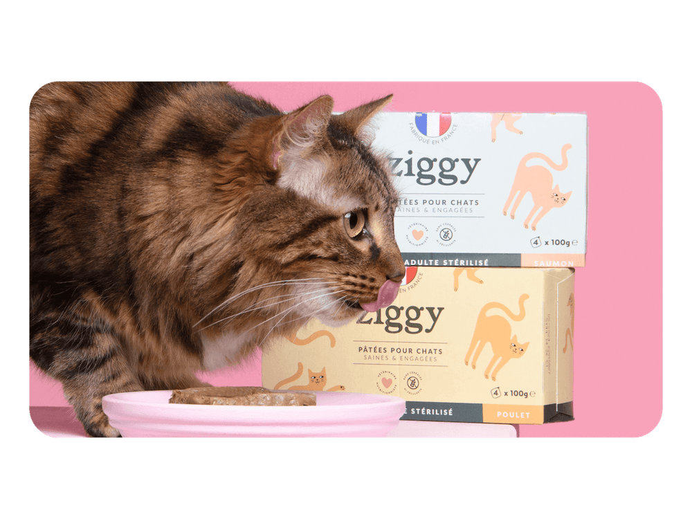 Chat qui se lèche les babines devant des pâtées au saumon et au poulet