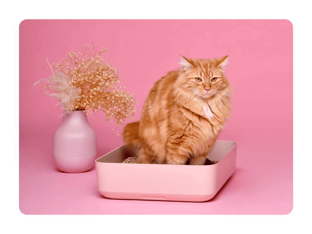 Photo d'un chat qui fait ses besoins dans la litière pour chat Ziggy 100% végétale