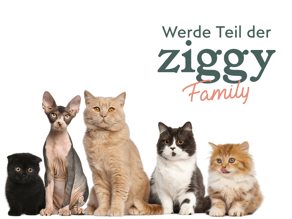 Katzen verschiedener Rassen und Altersgruppen vor Ziggy Family