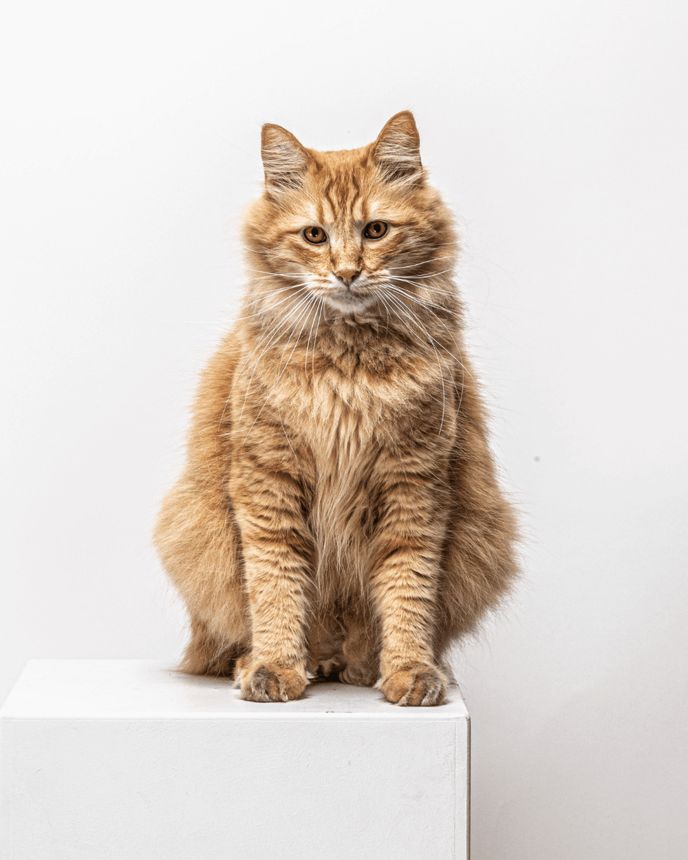 Chat roux assis qui attend ses croquettes et pâtées sans céréales