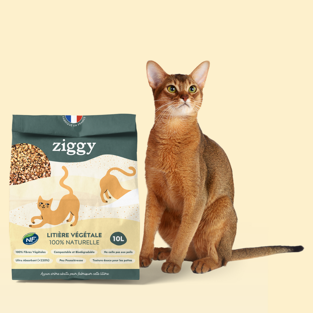 Chat à côté de la litière végétale 100% naturelle
