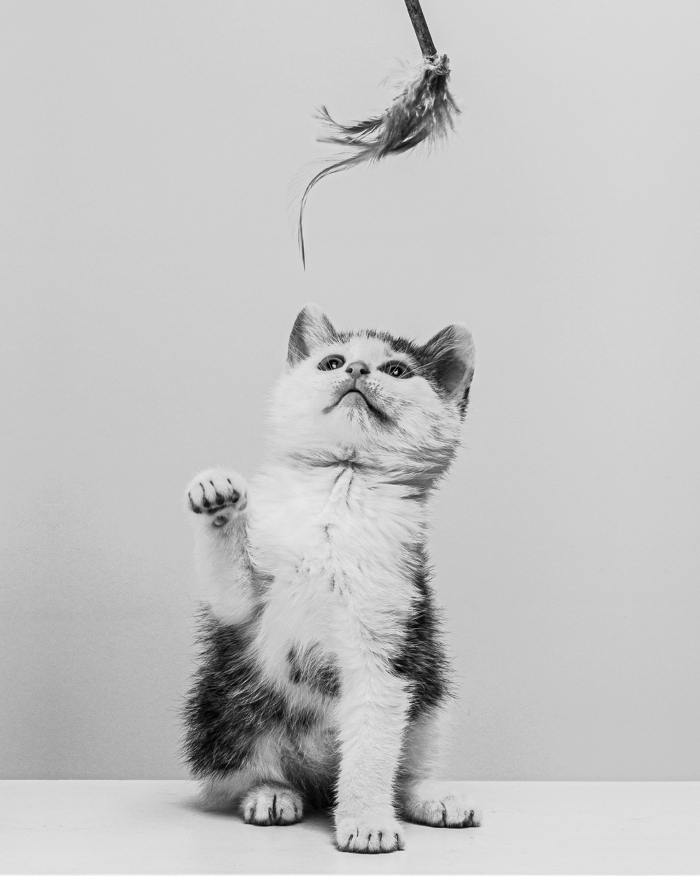 Chaton qui joue avec un jouet pour chat