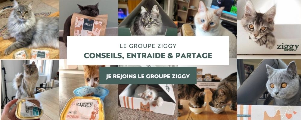 Le groupe facebook Ziggy entouré de pleins de chats de la Ziggy Family