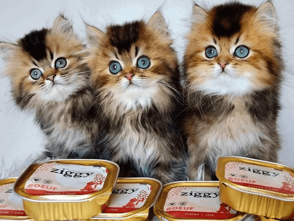 Trois chatons adoptés - Adopting a kitten: when, how and at what age?