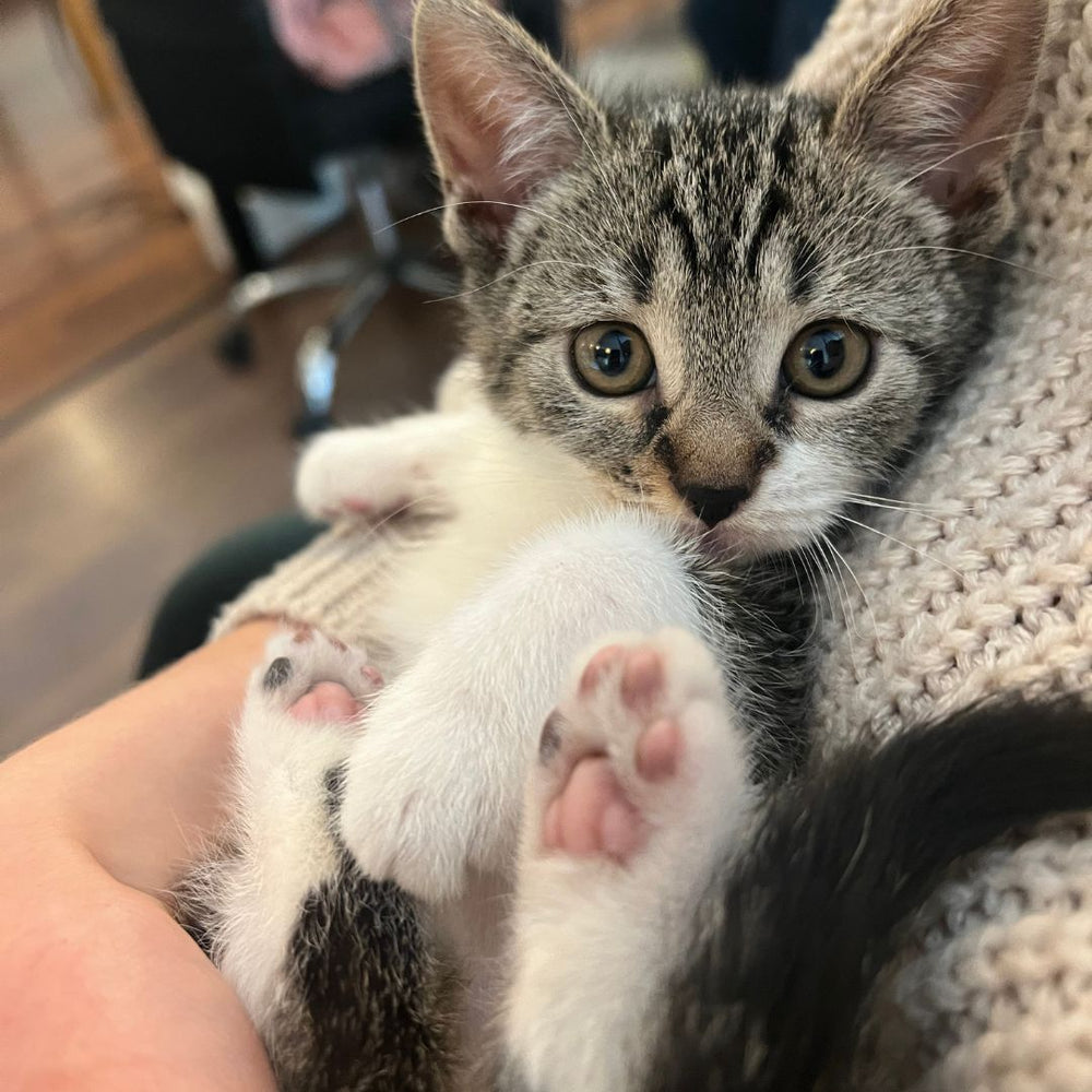 Un chaton allongé dans les bras de sa maman humaine - Adopting a kitten: when, how and at what age?