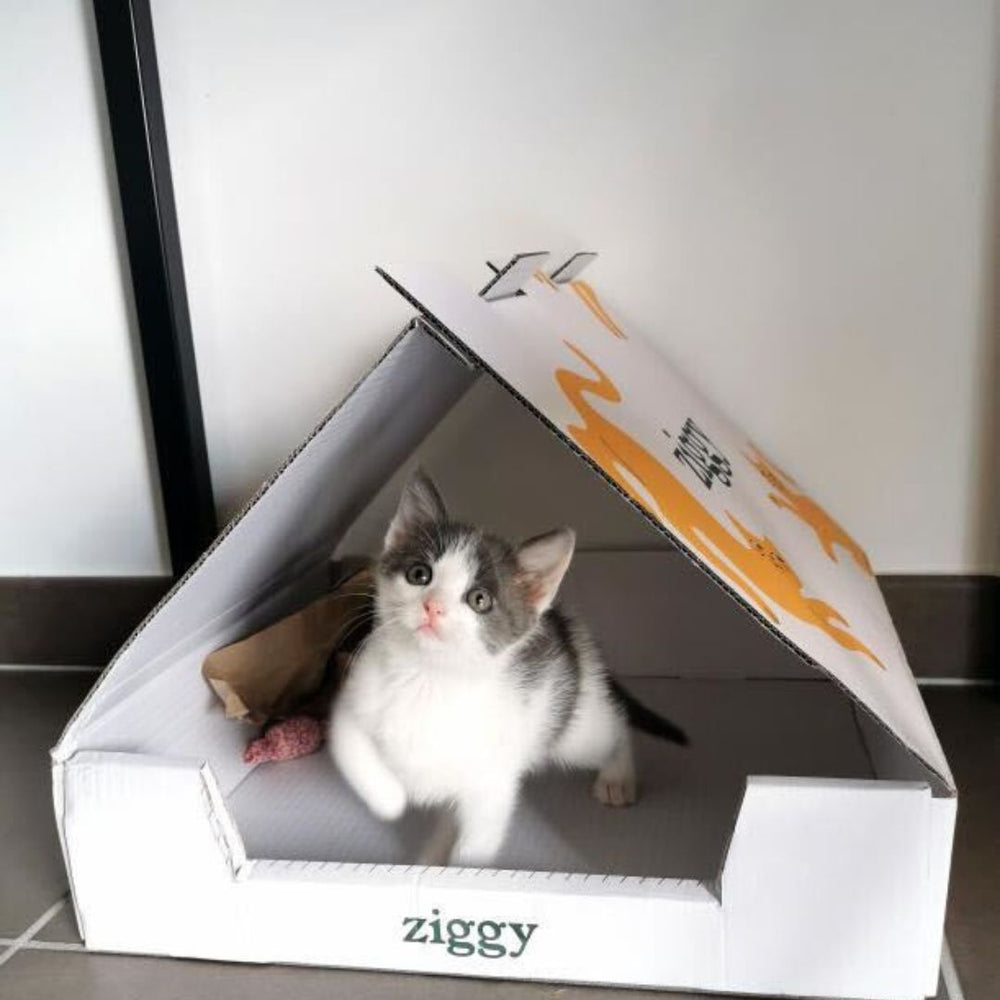 Un chaton dans un carton Ziggy - Adopting a kitten: when, how and at what age?