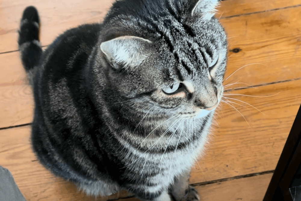 chat âgé bien nourri assis sur le sol - Mon chat est âgé (senior), quelle nourriture lui donner ?