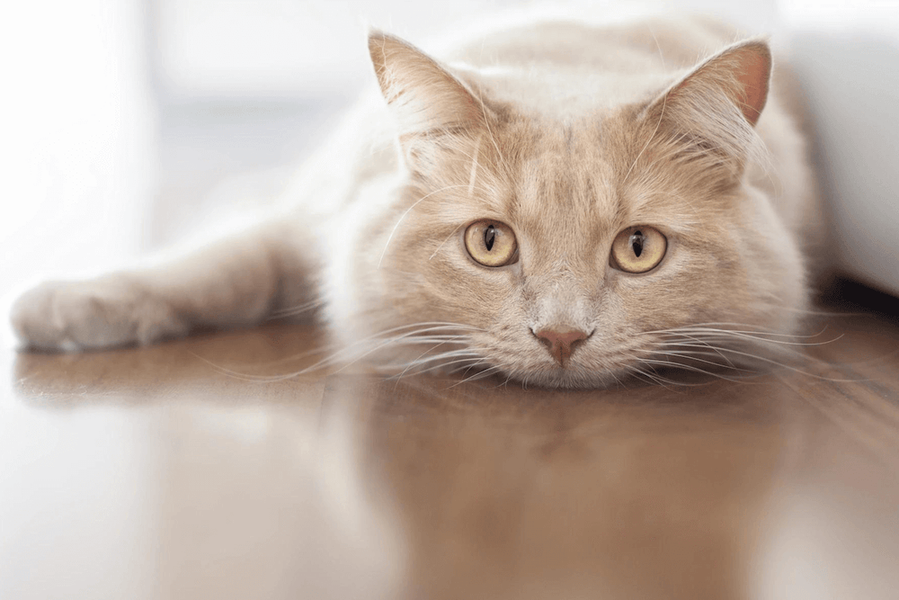 Chat allongé souffrant d'insuffisance rénale - The best diet for a cat living with chronic kidney disease?