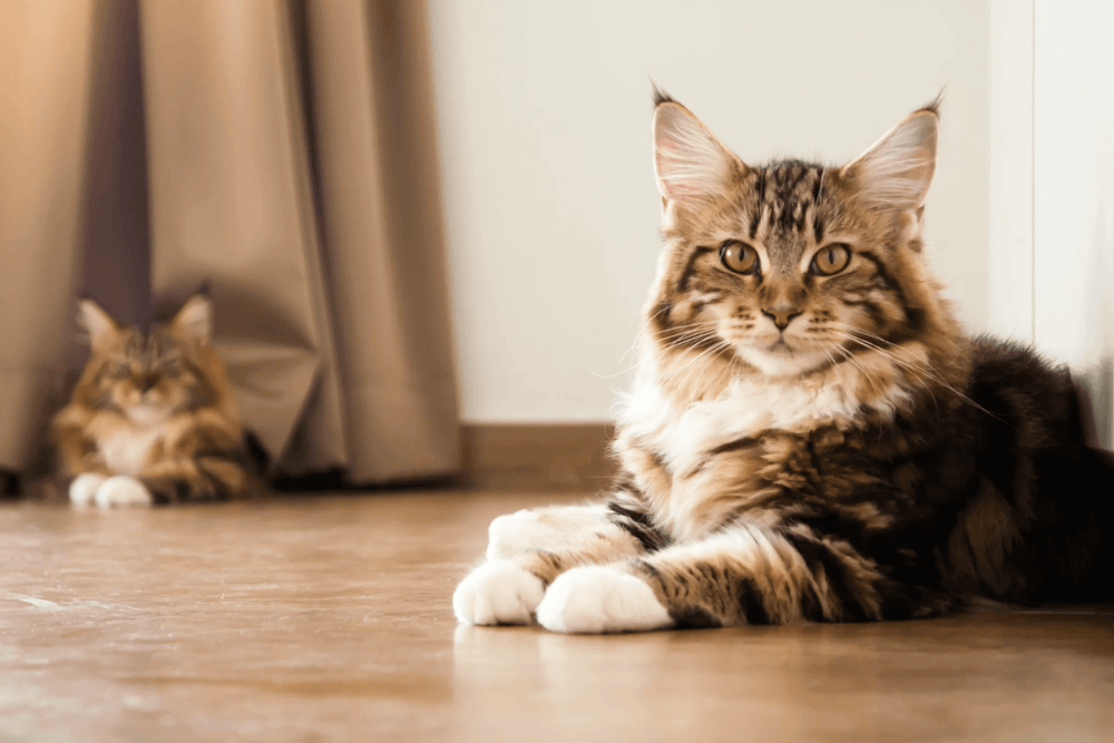 bien nourrir son chat maine coon - Feeding a Maine Coon cat: how to give them the nourishment they need?