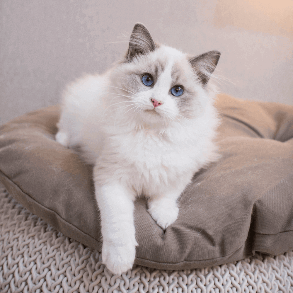 chat ragdoll sur un coussin - Ragdoll-Futter: Wie füttere ich meine Katze richtig?