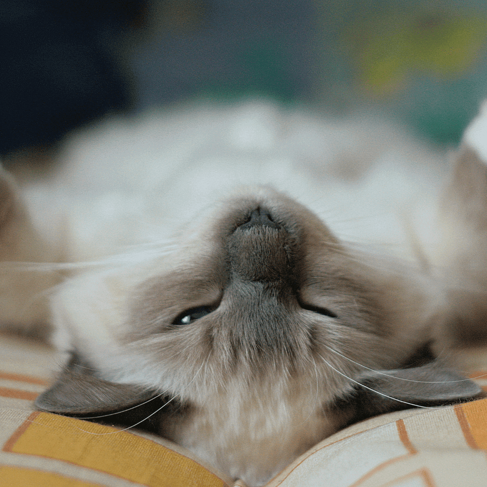Chat Sacré de Birmanie allongé après avoir mangé ses croquettes - Sacred Birman Food: Which Food to Choose?