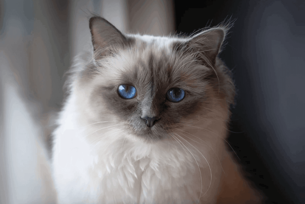 Chat Sacré de Birmanie - Sacred Birman Food: Which Food to Choose?
