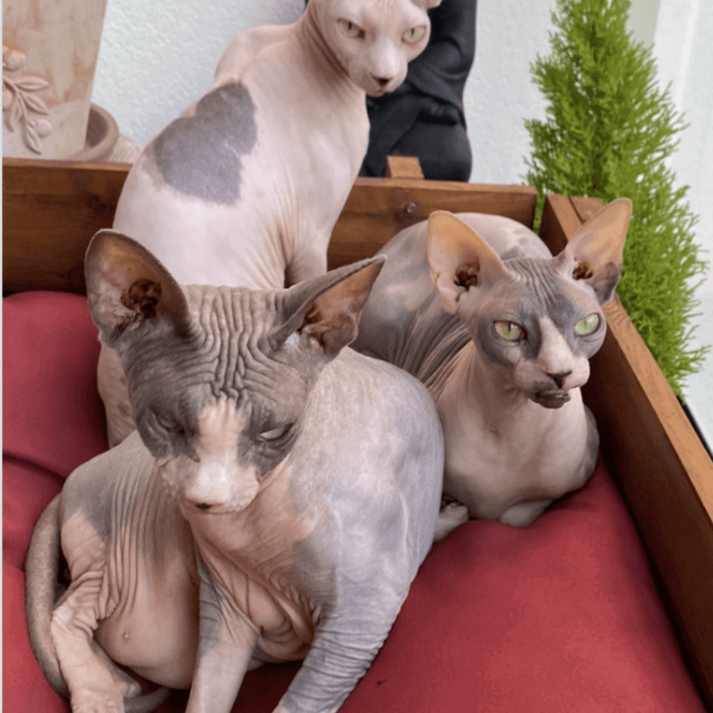 chats Sphynx allongés - Alimentation Sphynx : comment bien nourrir son chat ?