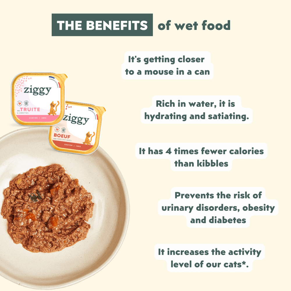Ziggy - What’s the best diet for my kitten (aged 2 to 12 months)?