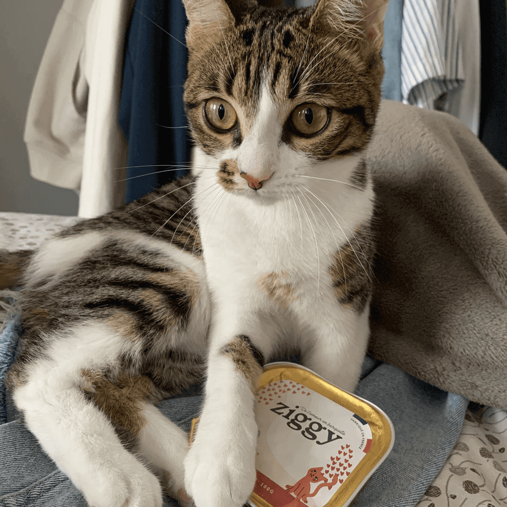 chaton stérilisé avec sa pâtée Ziggy - Comment nourrir mon chaton stérilisé ?