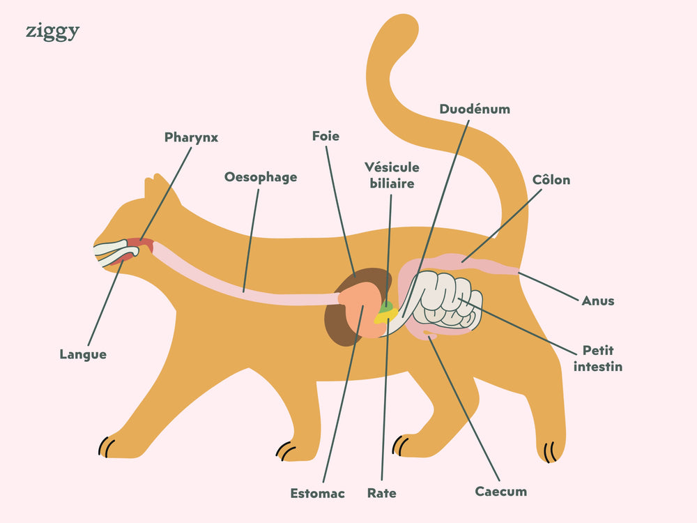 Appareil digestif du chat - Combien de temps dure la digestion chez le chat ?