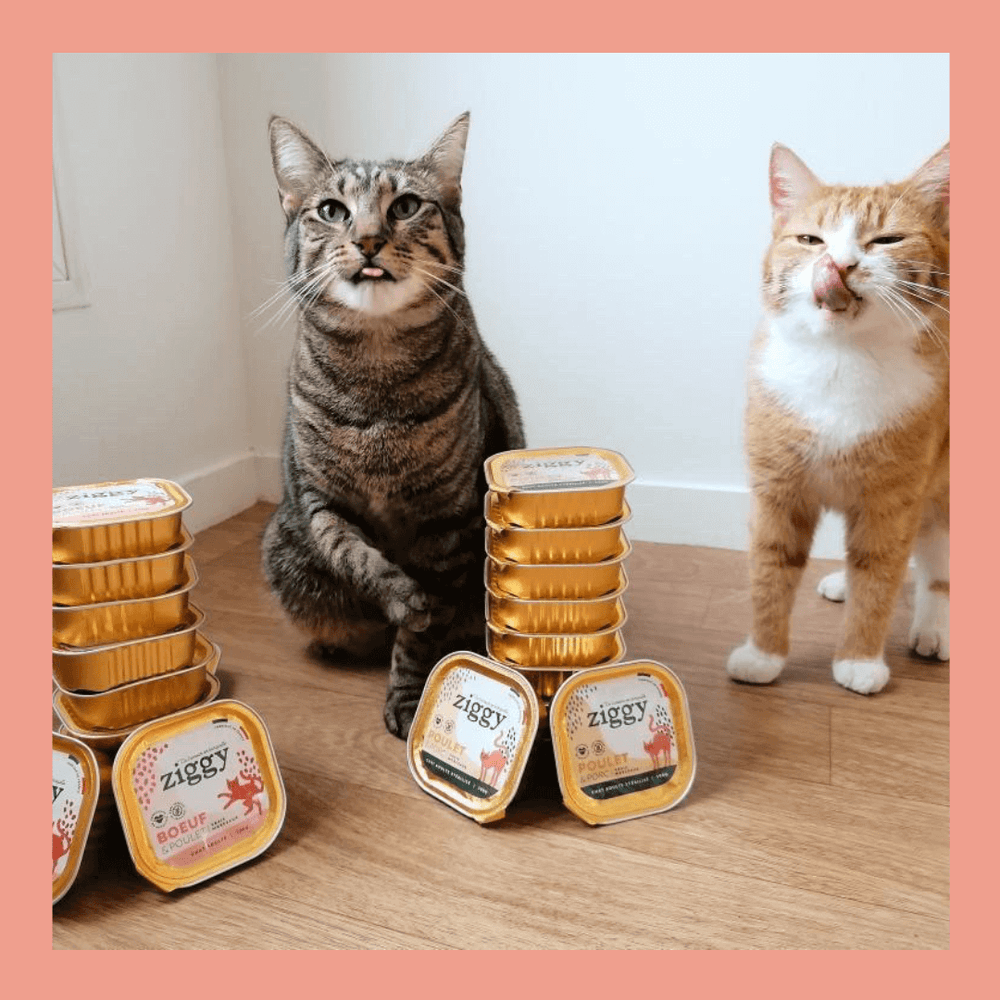 chats souffrant d'arthrose avec leurs pâtées Ziggy  - Arthrose bei Katzen: Wie kann man sie lindern?