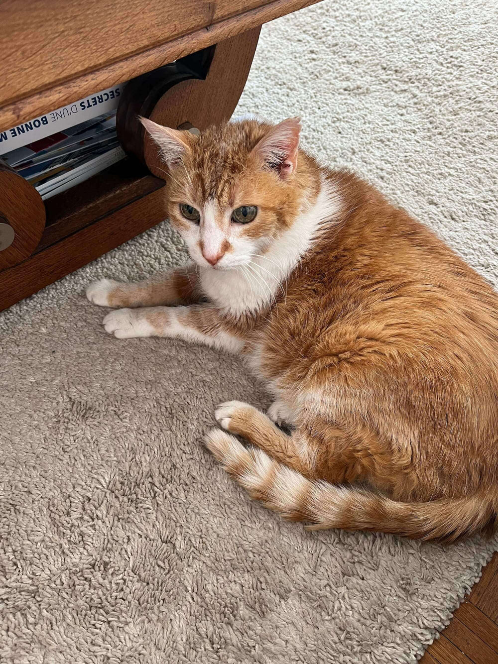 chat souffrant d'arthrose - Arthrose bei Katzen: Wie kann man sie lindern?