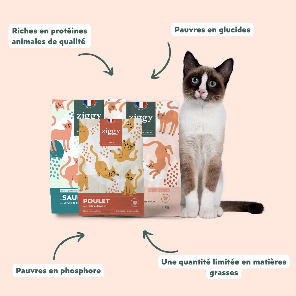 Les atouts des croquettes pour chat Ziggy - Meilleures croquettes pour chat : 4 critères à vérifier