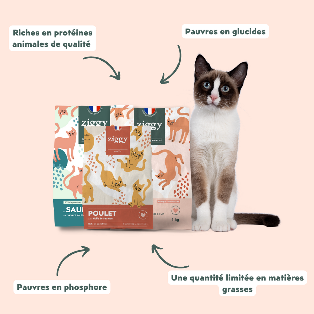 Les atouts des croquettes pour chat Ziggy - Comment choisir les meilleures croquettes pour son chat ?