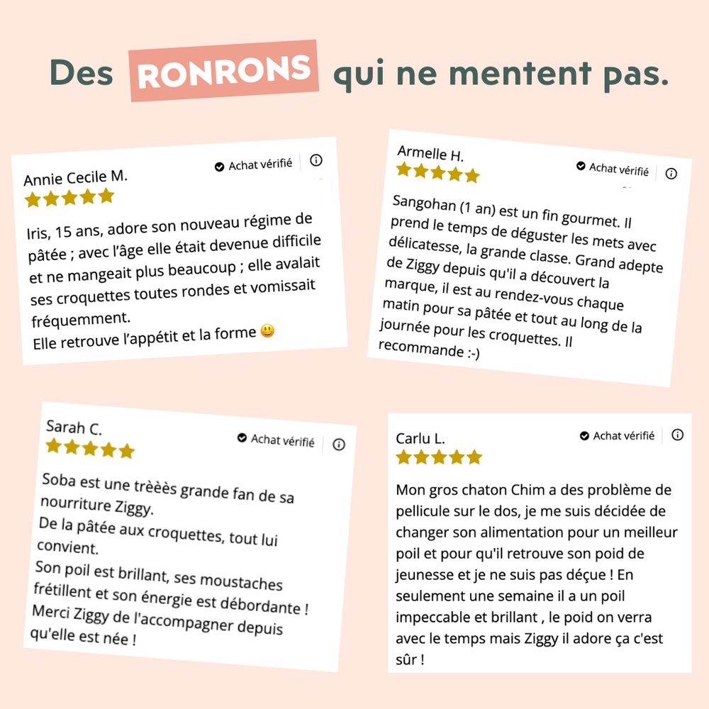 Avis clients sur les croquettes et pâtées pour chat Ziggy - My cat has a runny nose: why and what should I do?